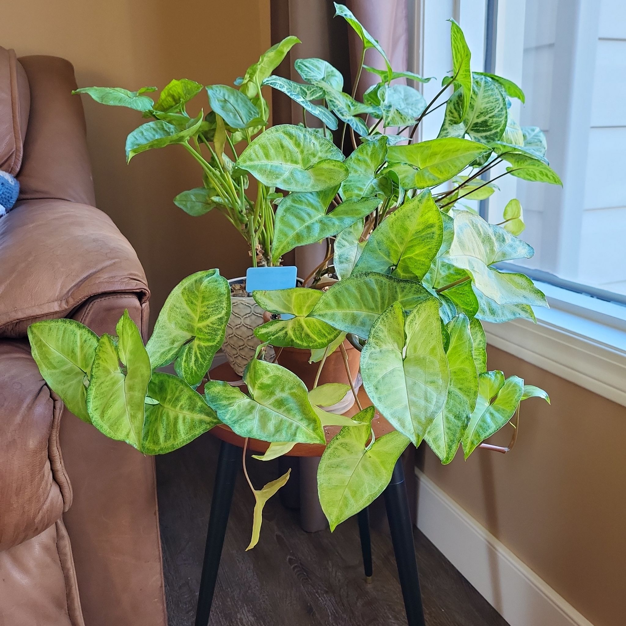 Syngonium Pixie plant on a table near a window with some yellowing leaves.