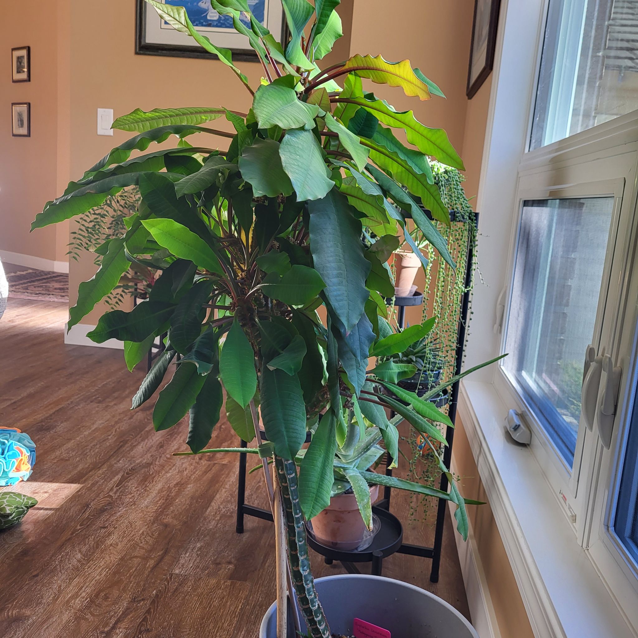 Madagascar Jewel plant indoors near a window, healthy green leaves.