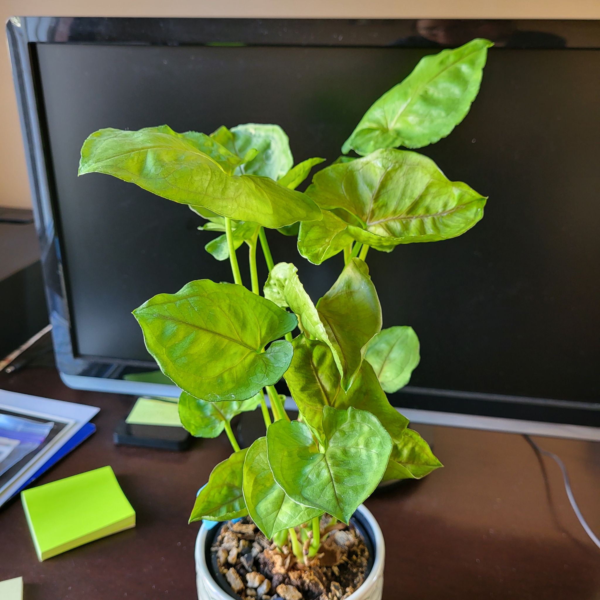 Syngonium 'Gold Allusion' plant in a pot on a desk with a computer monitor in the background.