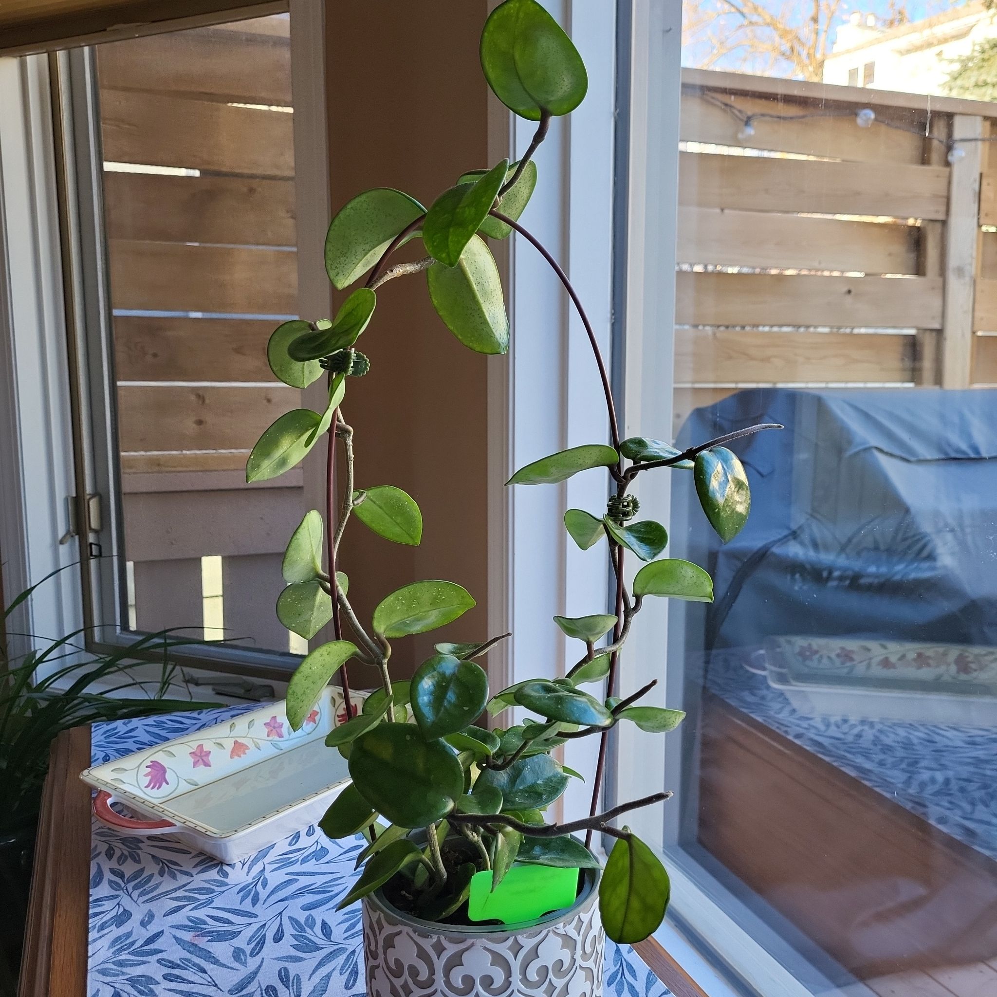 Chelsea Hoya plant indoors near a window, with healthy green leaves.