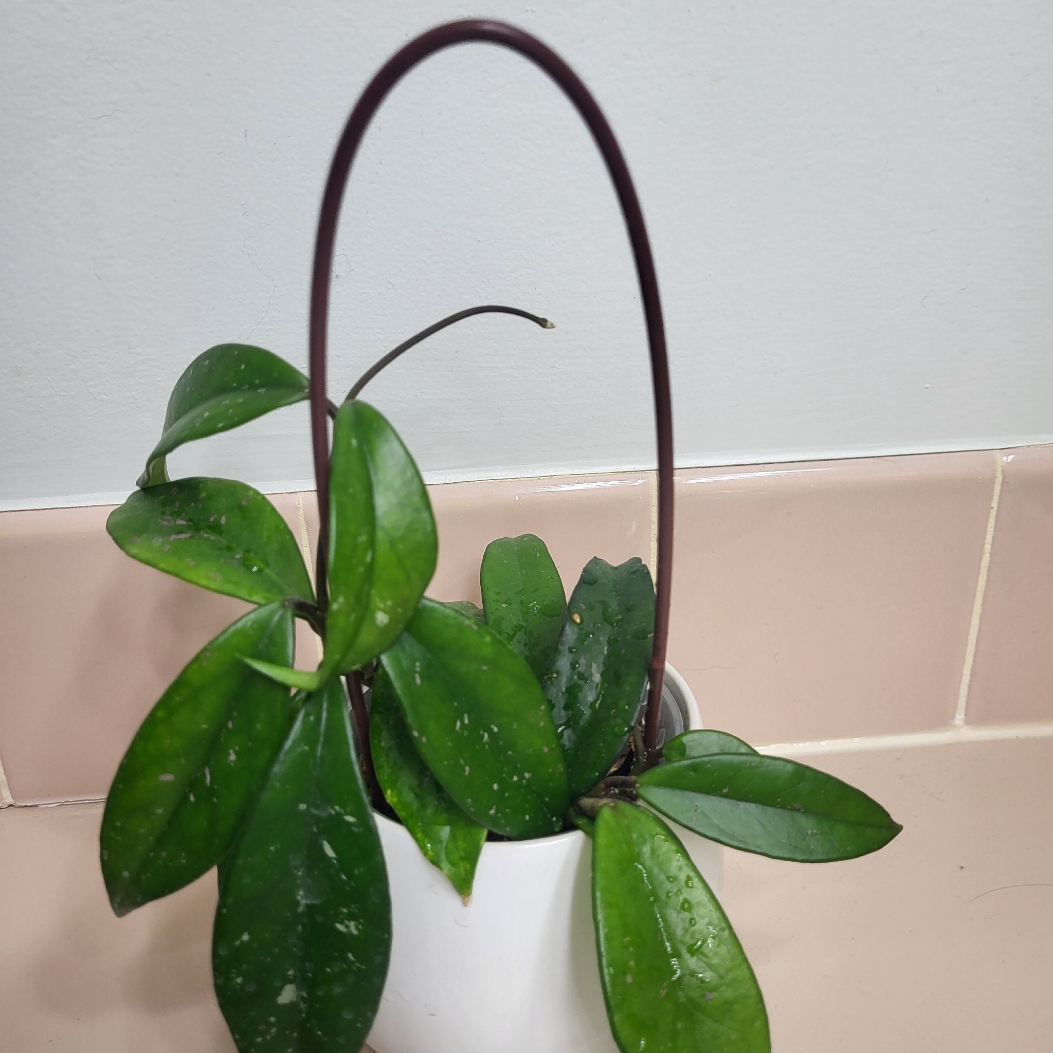 Hoya publicalyx 'Royal Hawaiian Purple' plant in a white pot with vibrant green leaves.