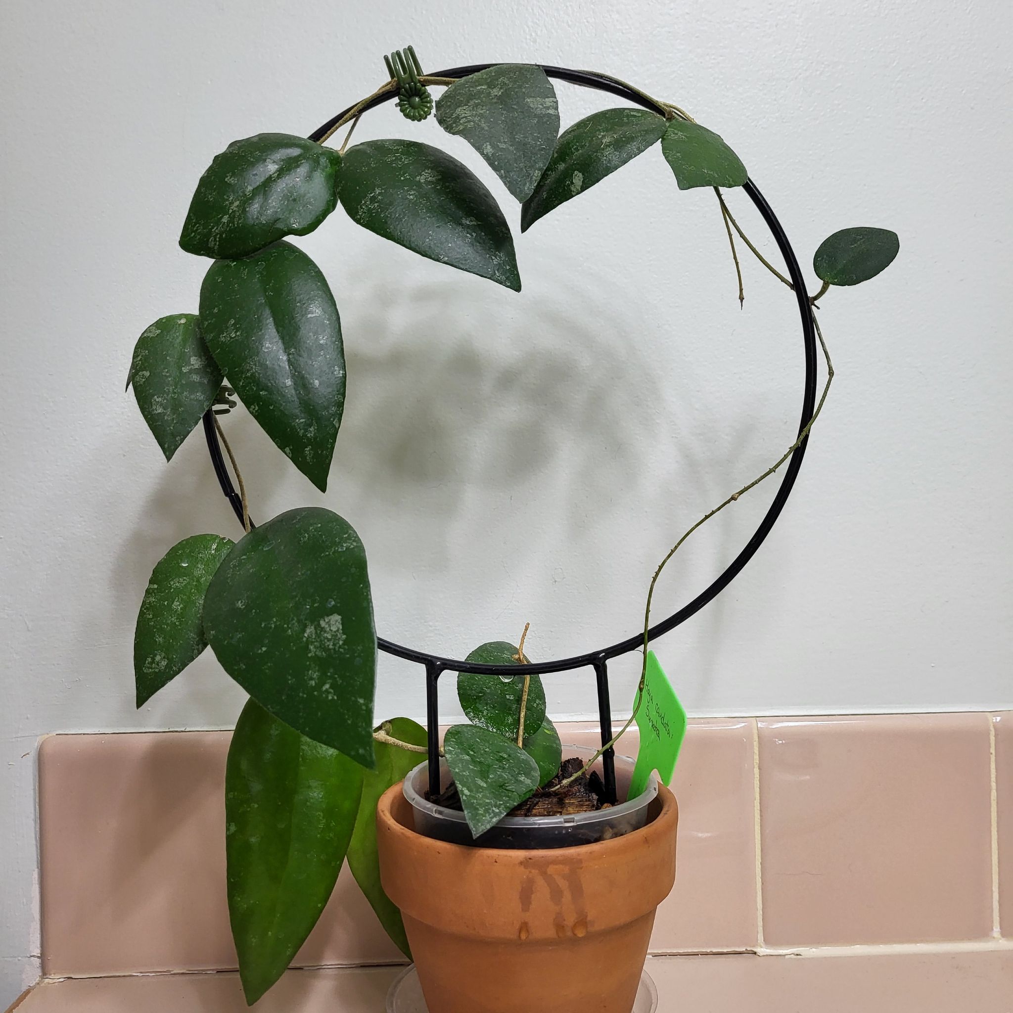Hoya caudata Sumatra plant supported by a circular trellis in a terracotta pot.