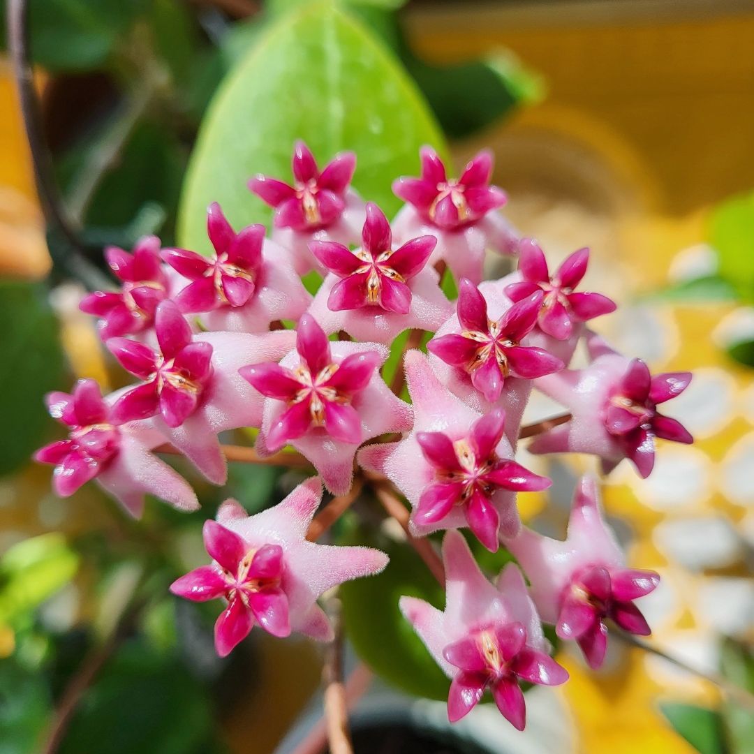Photo of the plant species Hoya Patricia by @noodles named Hoya Patricia on Greg, the plant care app