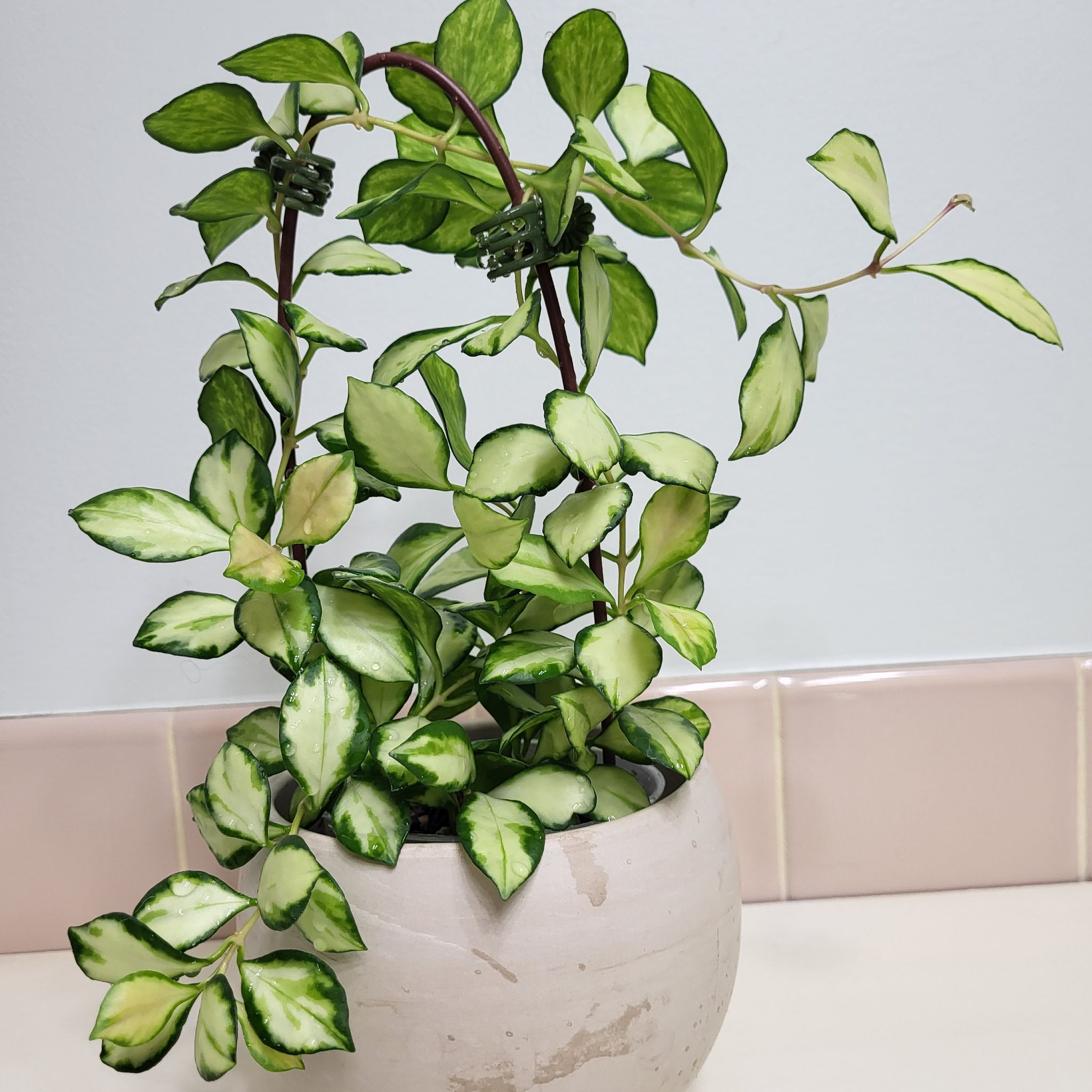 Hoya heuschkeliana variegata plant in a white pot with vibrant green and white variegated leaves.