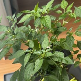 Photo of the plant species Capsicum Frutescens by @ElatedDecodon named Sonora on Greg, the plant care app
