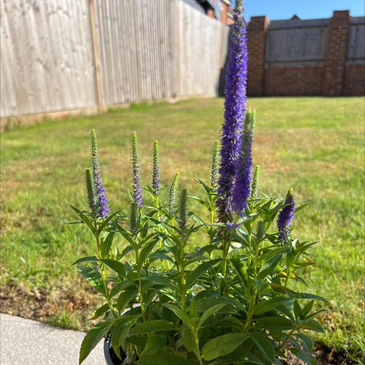 Healthy Spike Speedwell plant with purple flower spikes in a garden setting.