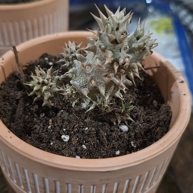 Photo of the plant species Living-Rock by @RichKanna25 named Peter Parker on Greg, the plant care app