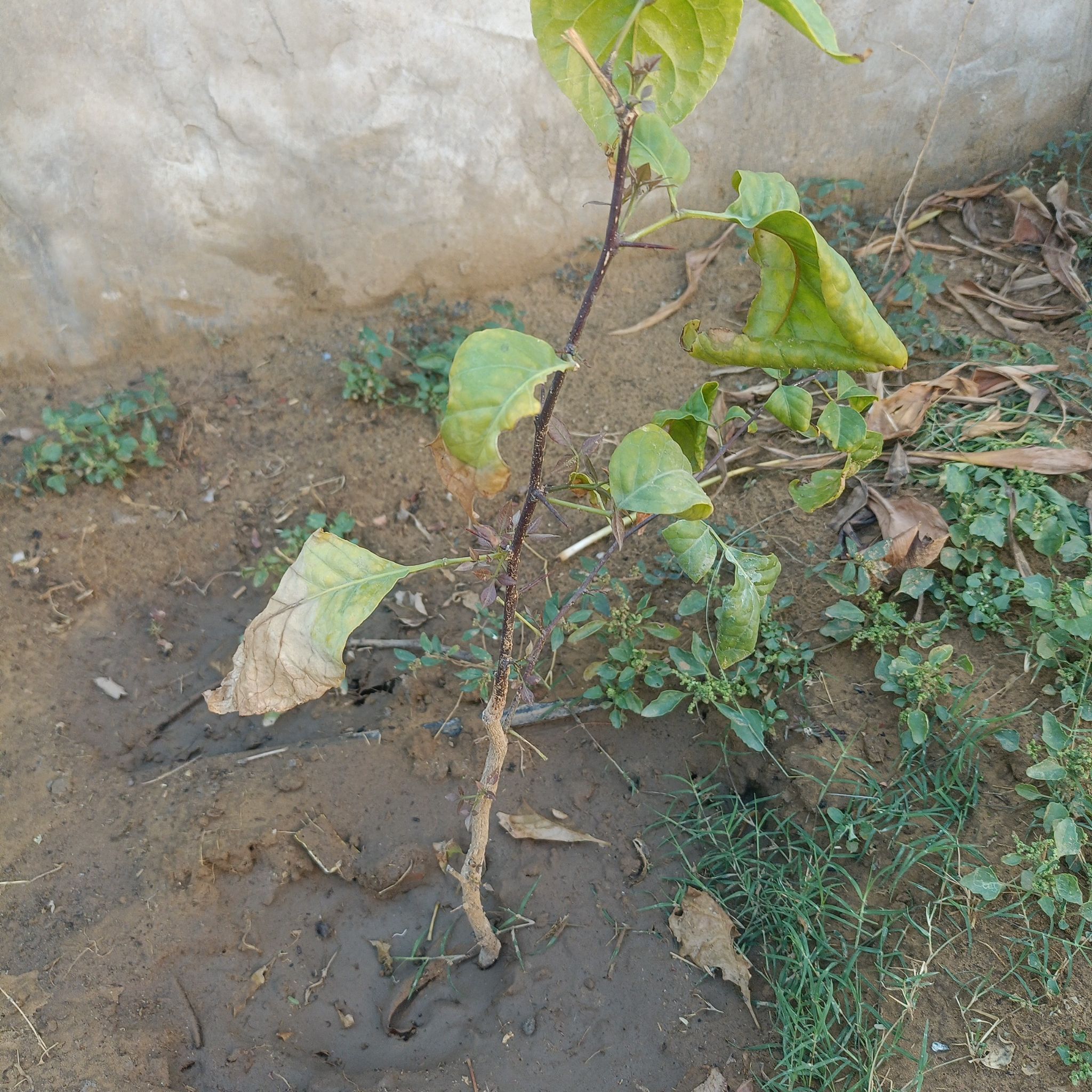 Photo of the plant species Devil's Apple by @CozyRoussea39 named Bil ka plant on Greg, the plant care app