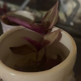 Photo of the plant species Wandering Jew by @KineticOricad85 named Harry on Greg, the plant care app