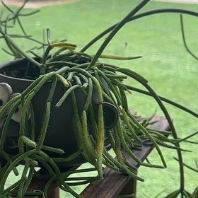 Photo of the plant species Rhipsalis baccifera by @KineticOricad85 named Lola on Greg, the plant care app
