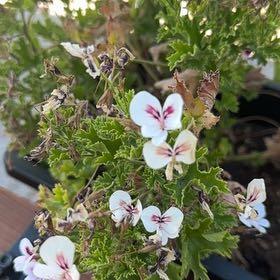 Photo of the plant species Citronella (anti-mosquito plant) by @BuffChives42 named LiloStitch on Greg, the plant care app