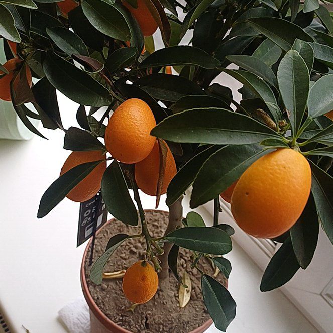 Photo of the plant species Oval kumquat by @ModestCorkoak79 named Kristaps on Greg, the plant care app