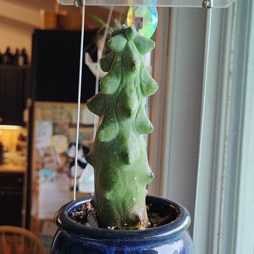 Photo of the plant species Boobie cactus by @StephJH13 named Betty Boop on Greg, the plant care app