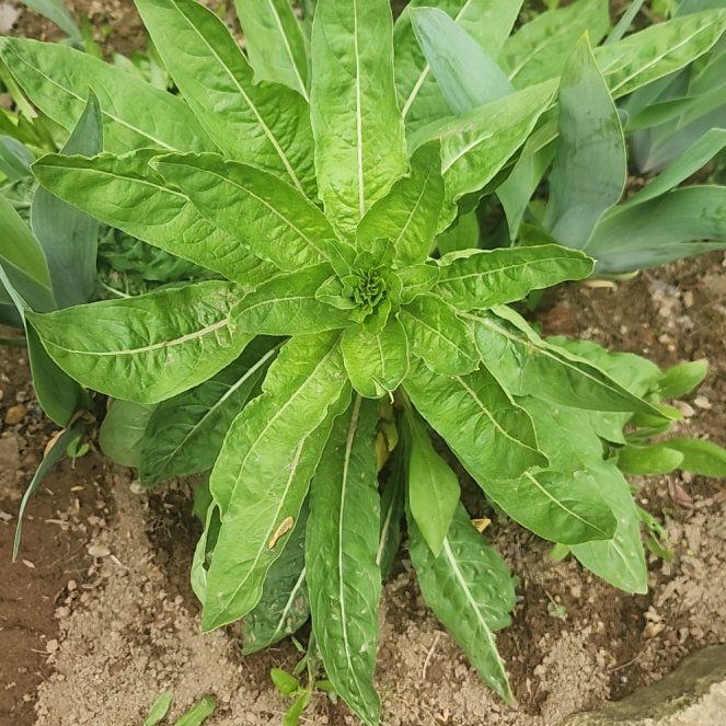 Photo of the plant species Redsepal Evening Primrose by @BrightSalsify42 named Remington on Greg, the plant care app