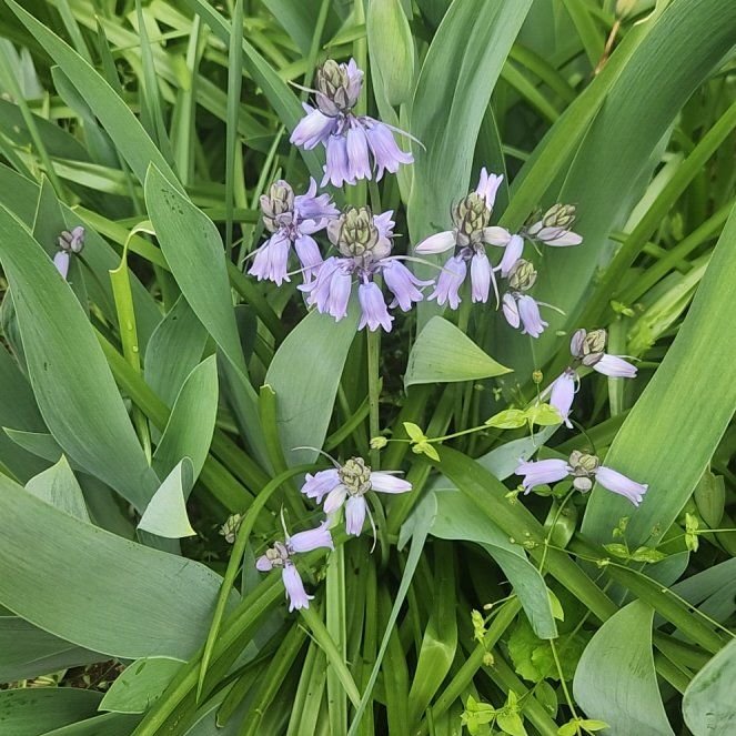 Photo of the plant species Spanish Bluebell by @BrightSalsify42 named Sonora on Greg, the plant care app
