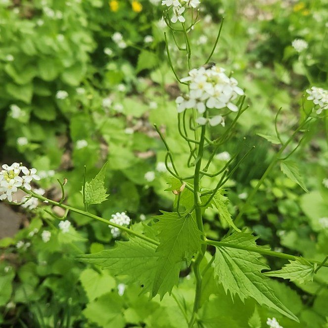 Photo of the plant species Garlic Mustard by @BrightSalsify42 named Daphne on Greg, the plant care app