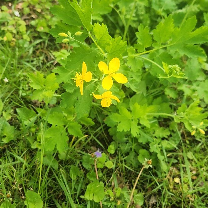 Photo of the plant species Greater Celandine by @BrightSalsify42 named Sigmund on Greg, the plant care app