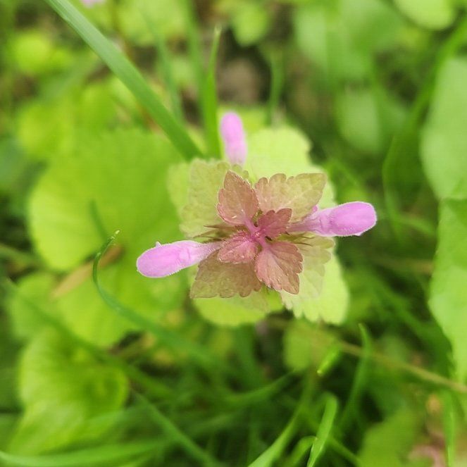 Photo of the plant species Purple Archangel by @BrightSalsify42 named Tolkien on Greg, the plant care app