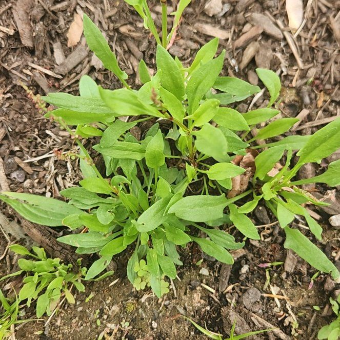 Photo of the plant species Sheep Sorrel by @BrightSalsify42 named Coco on Greg, the plant care app