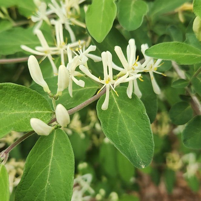 Photo of the plant species Morrow's Honeysuckle by @BrightSalsify42 named Xena on Greg, the plant care app