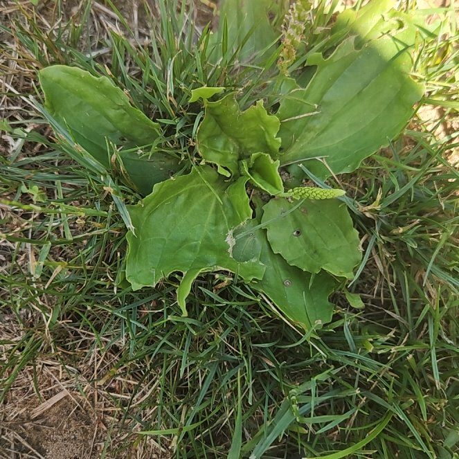 Photo of the plant species Broadleaf Plantain by @BrightSalsify42 named Eva on Greg, the plant care app