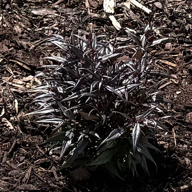 Photo of the plant species Goldfussia by @NewOrangelily68 named McKinley on Greg, the plant care app