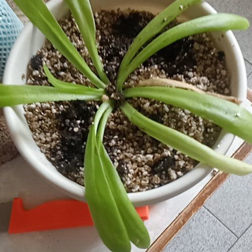 Photo of the plant species Giant Butterwort by @AlwaysSkimmia59 named Madonna on Greg, the plant care app