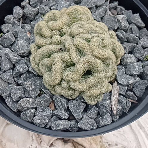 Photo of the plant species Brain Cactus by @AlwaysSkimmia59 named Gomez on Greg, the plant care app