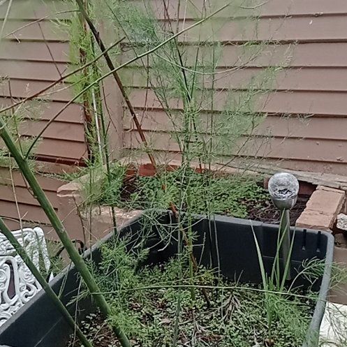 Photo of the plant species Garden Asparagus by @AlwaysSkimmia59 named Curie on Greg, the plant care app