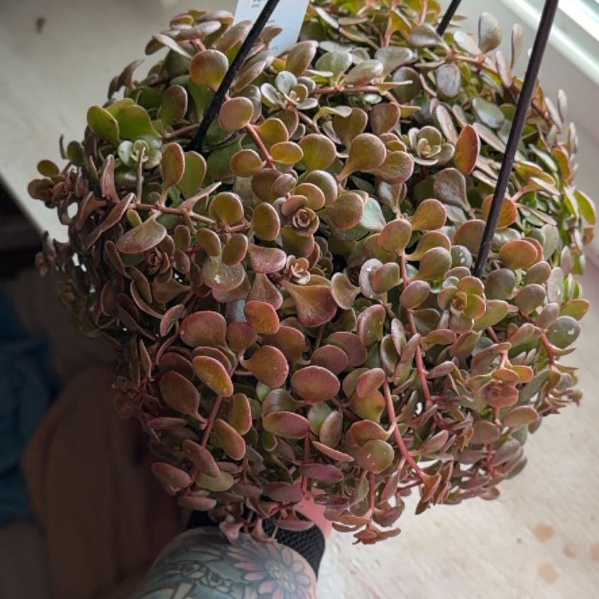 Photo of the plant species Chinese Sedum by @FunSucc9 named Kardashian on Greg, the plant care app