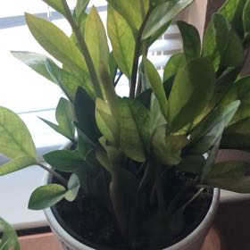 Photo of the plant species ZZ chameleon by @AceRadish16 named Captain Plant-it on Greg, the plant care app