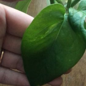 Photo of the plant species Neon Marble Pothos by @AceRadish16 named Rosa on Greg, the plant care app