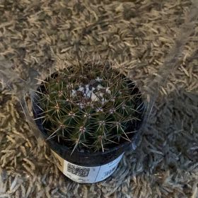 Photo of the plant species Notocactus roseoluteus by @WittyZebrina3 named Basil on Greg, the plant care app