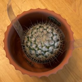 Photo of the plant species Fish Hook Cactus by @SweetOxlip98 named Bob on Greg, the plant care app