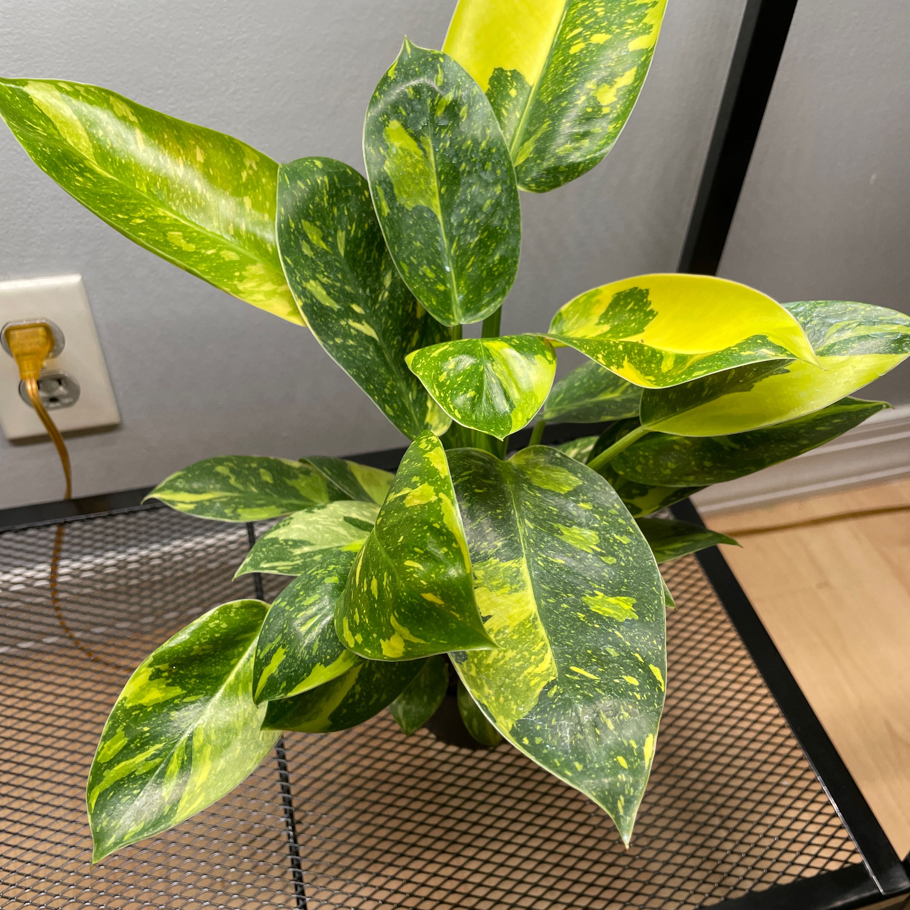 Photo of the plant species Philo Green Congo Nuclear by @VividMayten16 named Osmo on Greg, the plant care app