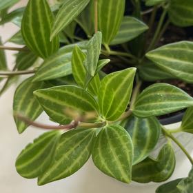 Photo of the plant species Peperomia 'Funky Frog' by @JazzyLipandra92 named Diana on Greg, the plant care app