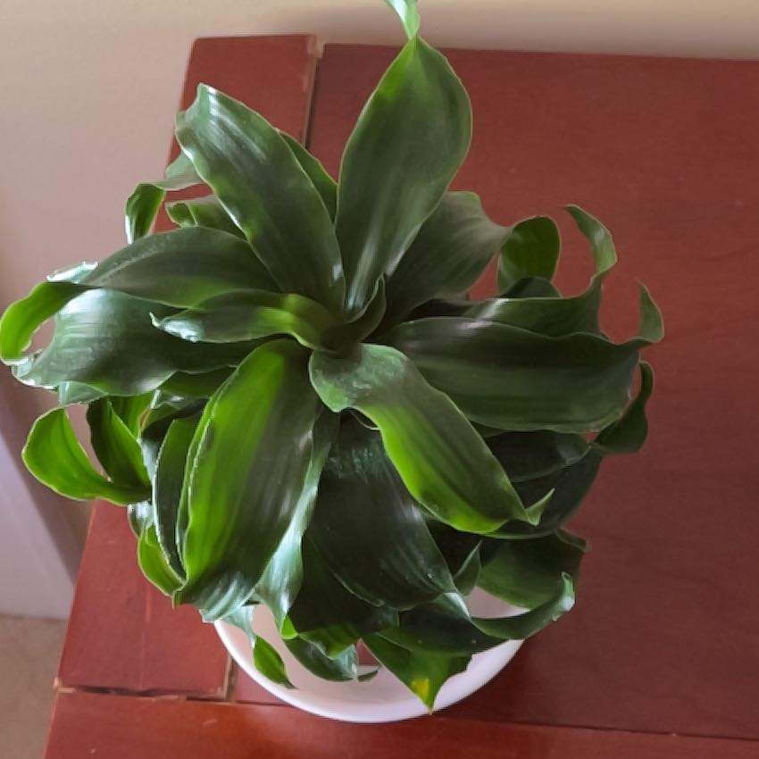 Photo of the plant species Twister by @JazzyLipandra92 named Nemo on Greg, the plant care app