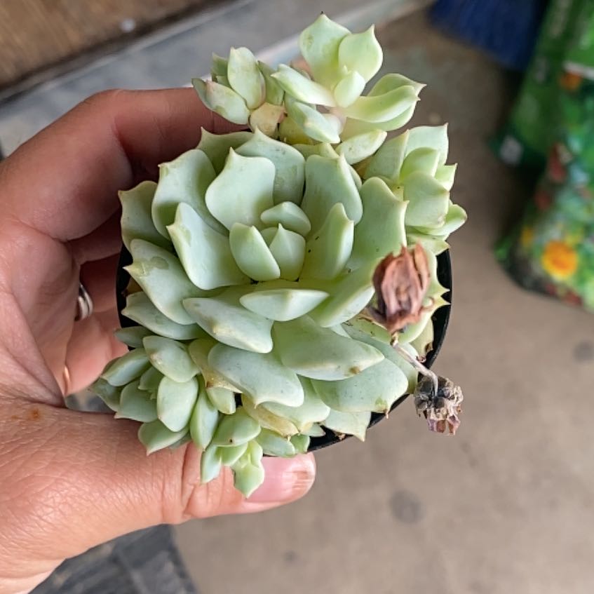 Photo of the plant species Echeveria 'Seraphina' by @LikableGrass22 named Navajo on Greg, the plant care app