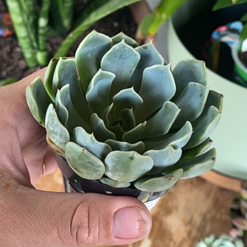 Photo of the plant species Echeveria by @LikableGrass22 named Zion on Greg, the plant care app