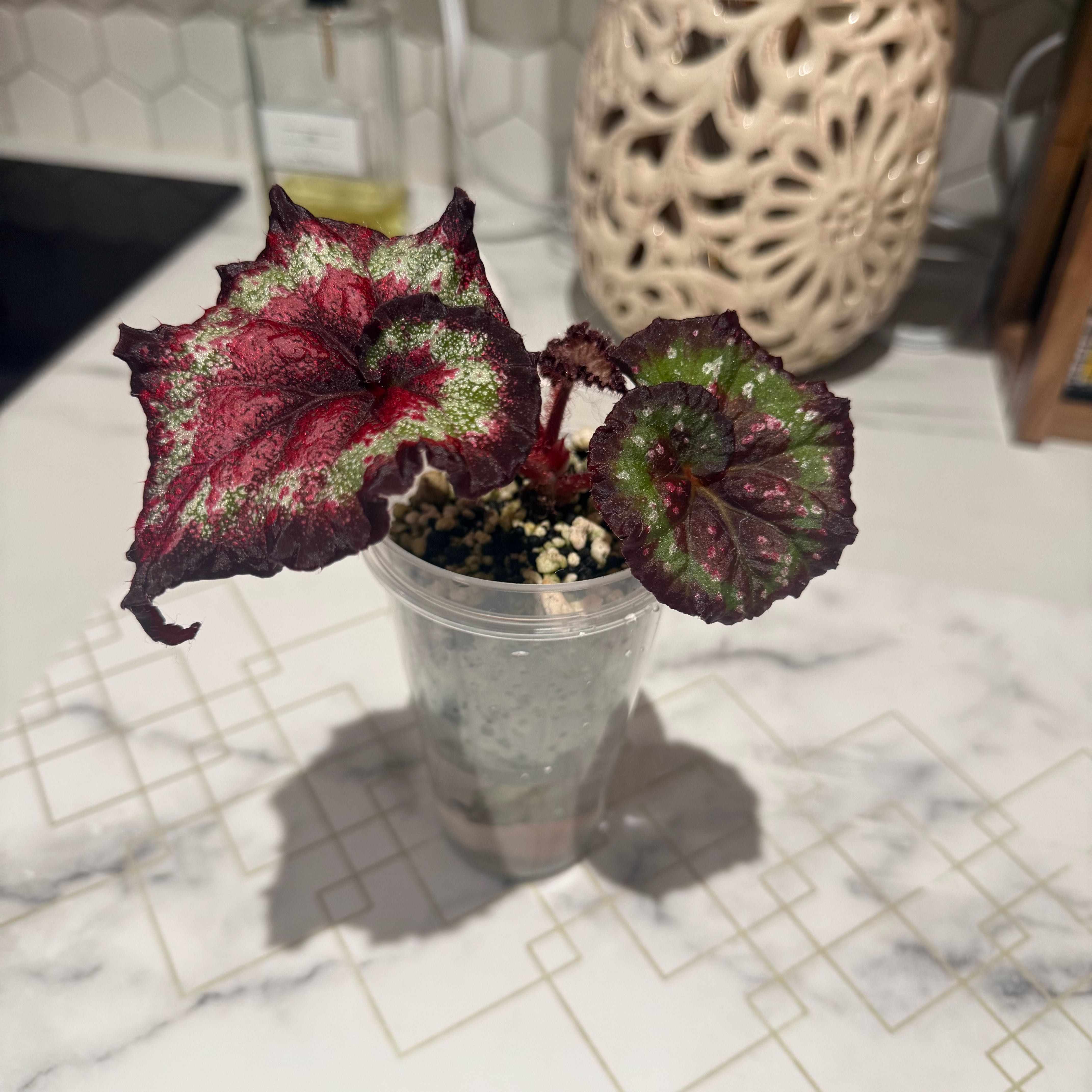 Photo of the plant species Harmony's Hot Spot Rex Begonia by @PoetFlax91 named Emerson on Greg, the plant care app