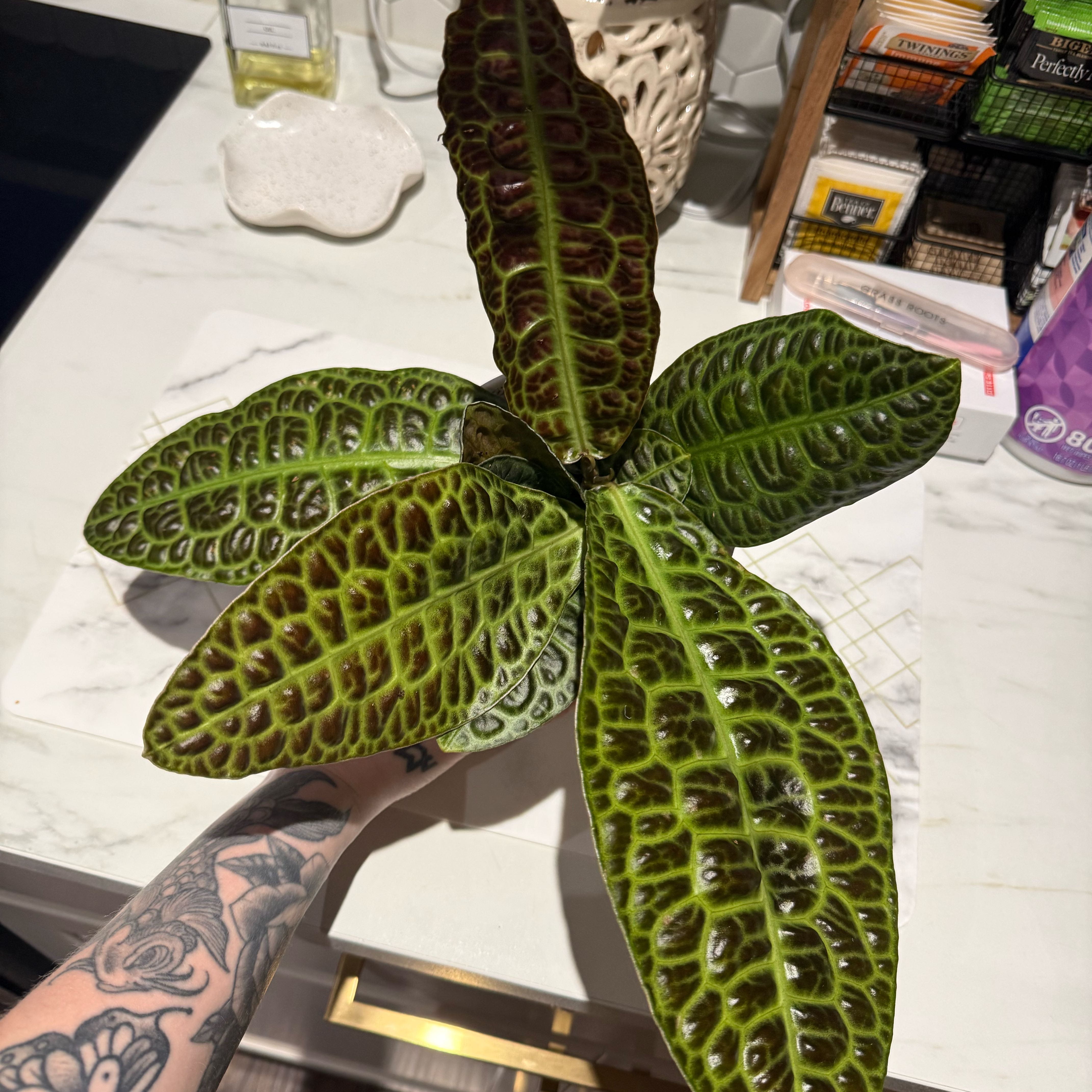 Photo of the plant species Labisia by @PoetFlax91 named Hamilton on Greg, the plant care app