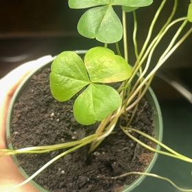 Photo of the plant species Pink Woodsorrel by @ExpertMarestail named Pax on Greg, the plant care app
