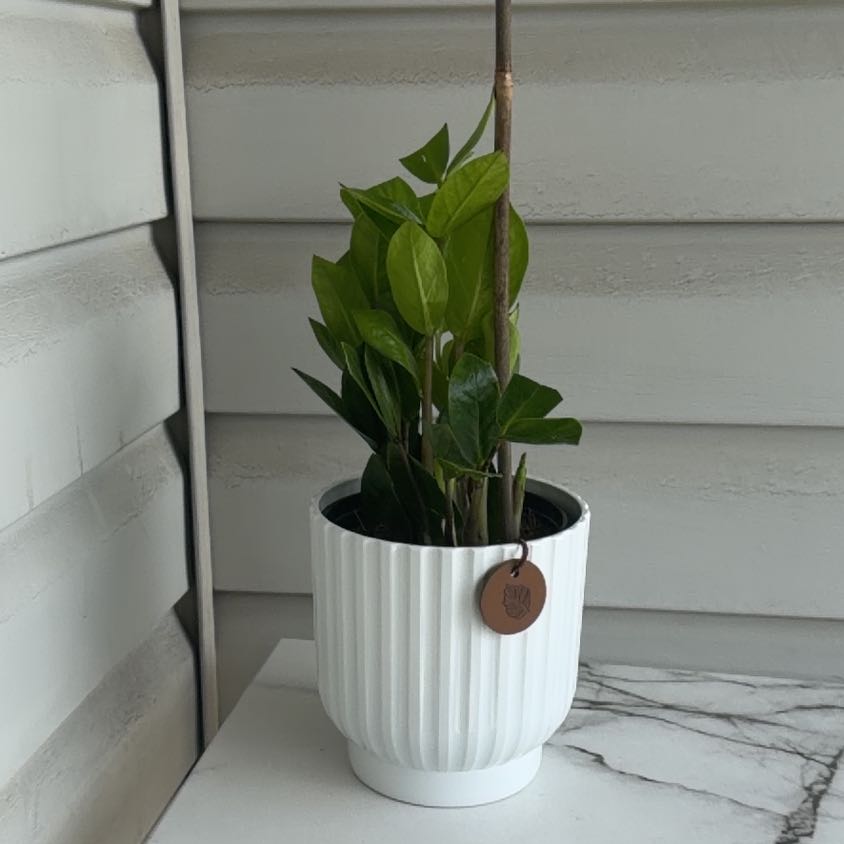 Photo of the plant species Zamicro ZZ Plant by @TidyCatmint74 named Mam on Greg, the plant care app
