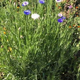 Photo of the plant species Centaurea Cyanus by @FunBagpod69 named Wall-E on Greg, the plant care app