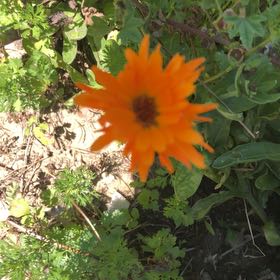 Photo of the plant species Glandular Cape Marigold by @FunBagpod69 named Tolkien on Greg, the plant care app
