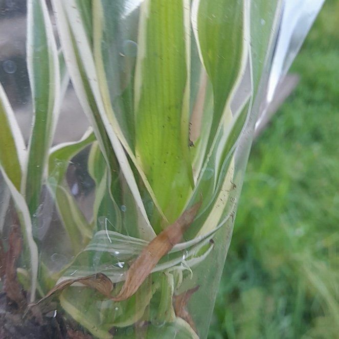 Photo of the plant species Salsify by @WingedKaraka40 named Robert Plant on Greg, the plant care app