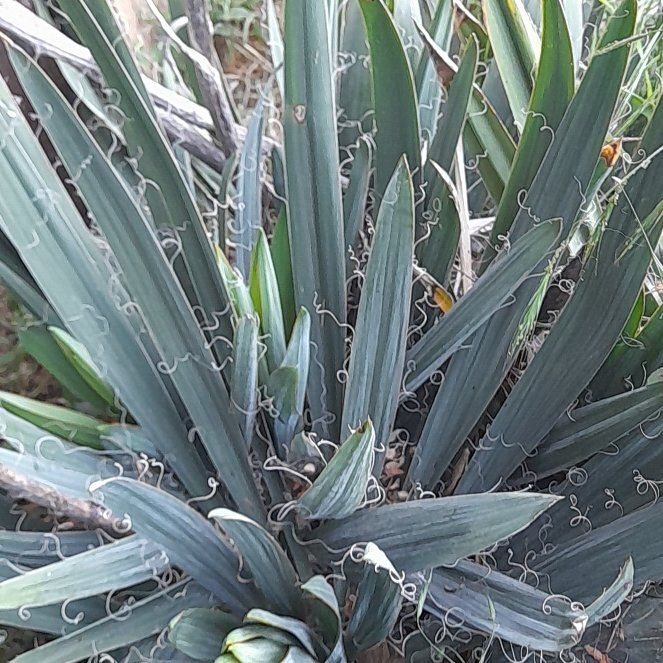 Photo of the plant species Adam's Needle by @WingedKaraka40 named Bruce Lee on Greg, the plant care app