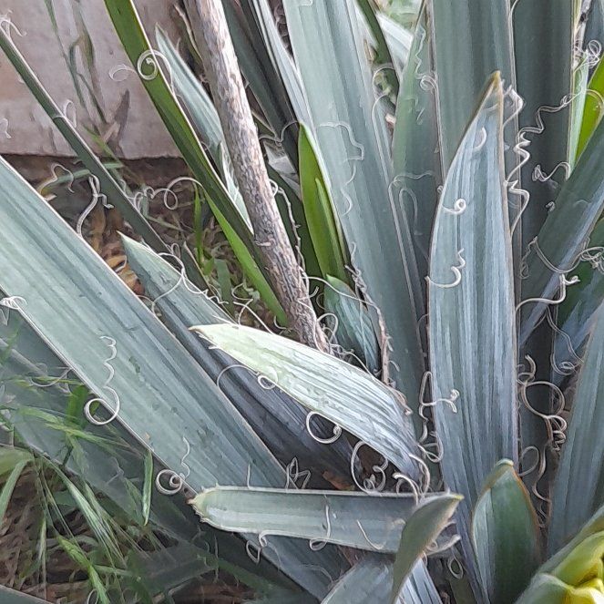 Photo of the plant species Adam's Needle by @WingedKaraka40 named Huckleberry Fern on Greg, the plant care app