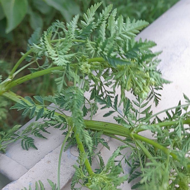 Photo of the plant species Conium Maculatum by @WingedKaraka40 named Rosa on Greg, the plant care app