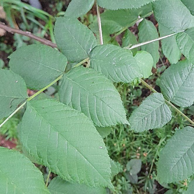 Photo of the plant species Black Walnut by @WingedKaraka40 named Winston on Greg, the plant care app